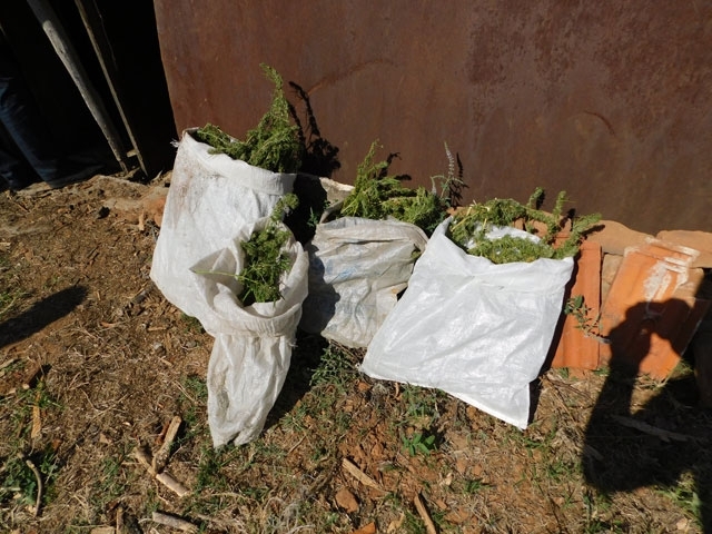 Мащабна полицейска операция срещу наркоразпространението е проведена във Видинска област