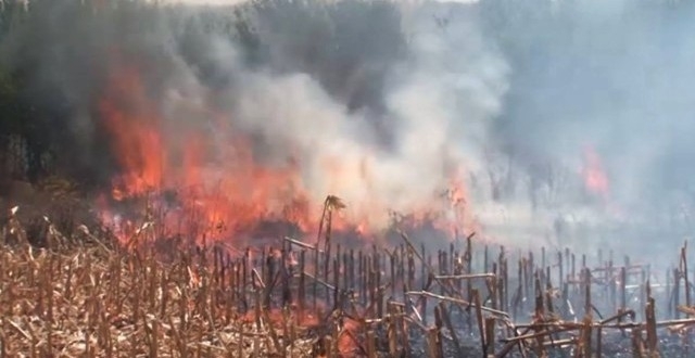 Цял блок с царевица е бил запален в землището на