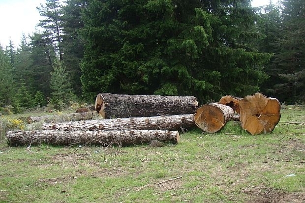 На 15 септември горски надзирател съобщил в полицията във Видин