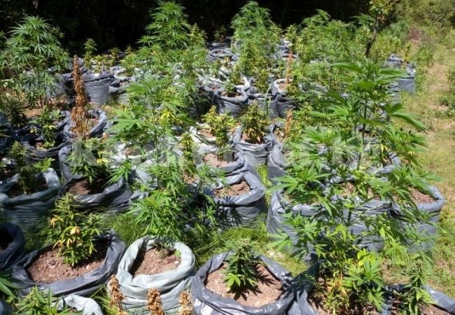 Около 50 кг е реколтата от канабис ожъната от ченгета