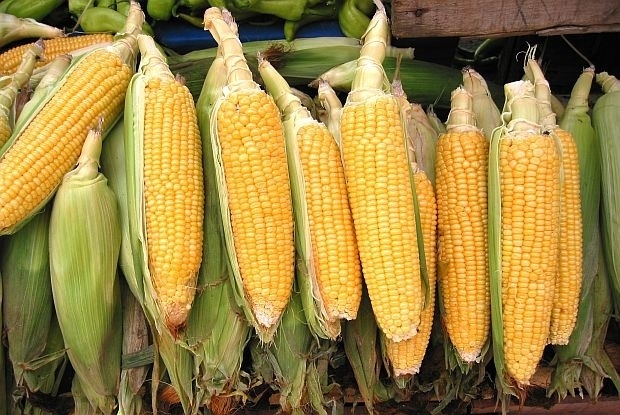 Апаши са заловени докато крадат царевица във Врачанско съобщиха от