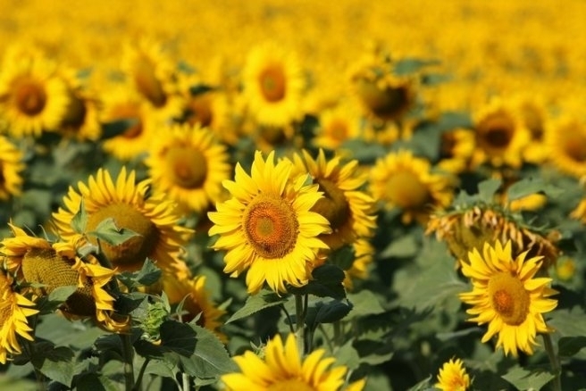 200 кг от декар е добивът от слънчоглед във Видинско