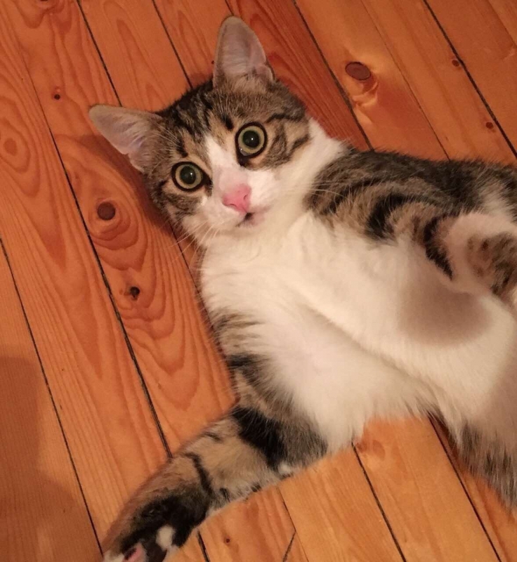 Врачани обявиха награда за изгубеното си коте Сиси е изчезнала