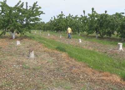 Полицията е заловила двама отсекли плодни дръвчета от чужд дом