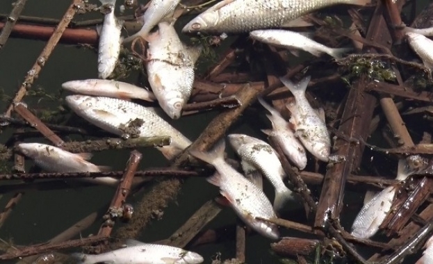 Рибари от Монтанско сигнализираха за мъртва риба в река Огоста.