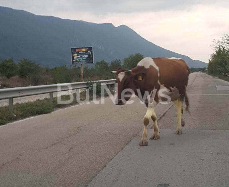 На необичайна гледка стават свидетели шофьори които в този момент