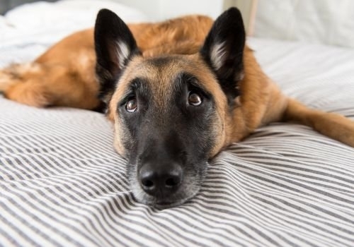 Сцена като от холивудски филм се разиграла в Лом вчера