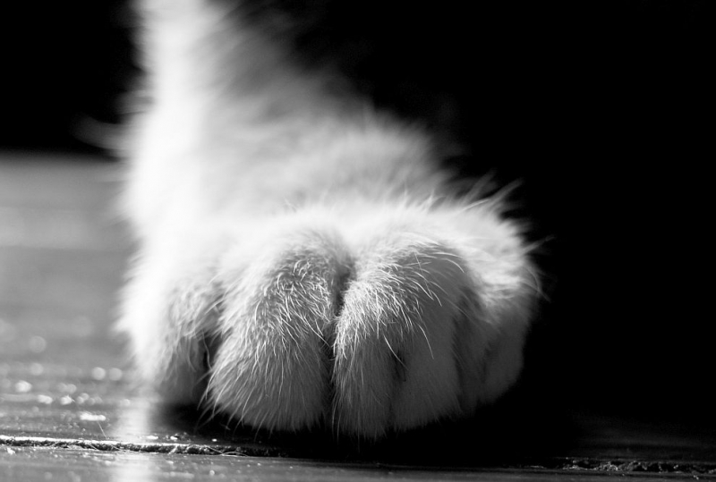 Задържаха мъж за брутално насилие над котка в Габрово съобщиха