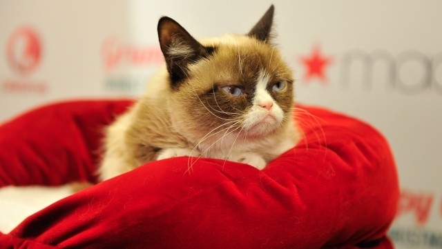 Сърдитата котка (Grumpy cat, Гръмпи кет), или по-точно собственичката ѝ