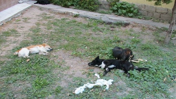 Намериха трупове на шест кучета в Монтанско съобщиха от МВР