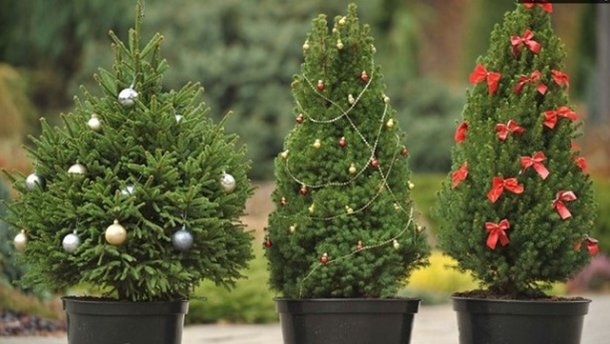 В края на 1800 г когато декорирането на дръвчета за