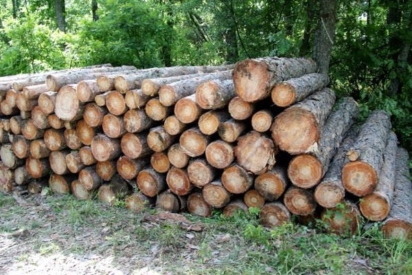 4 млн декара гори в България са в опасност от