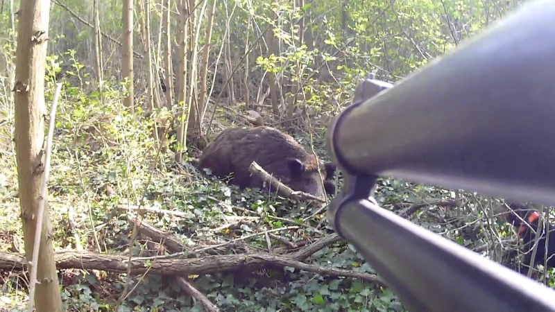 Ловец от смолянското село Момчиловци уби с два изстрела глиган