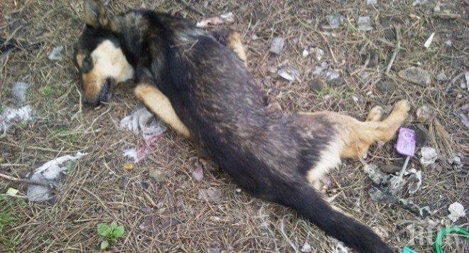 Разследват смъртта на куче в монтанско село съобщиха от МВР