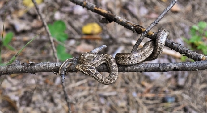 Бум на ухапвания от змии в началото на лятото Сигнали