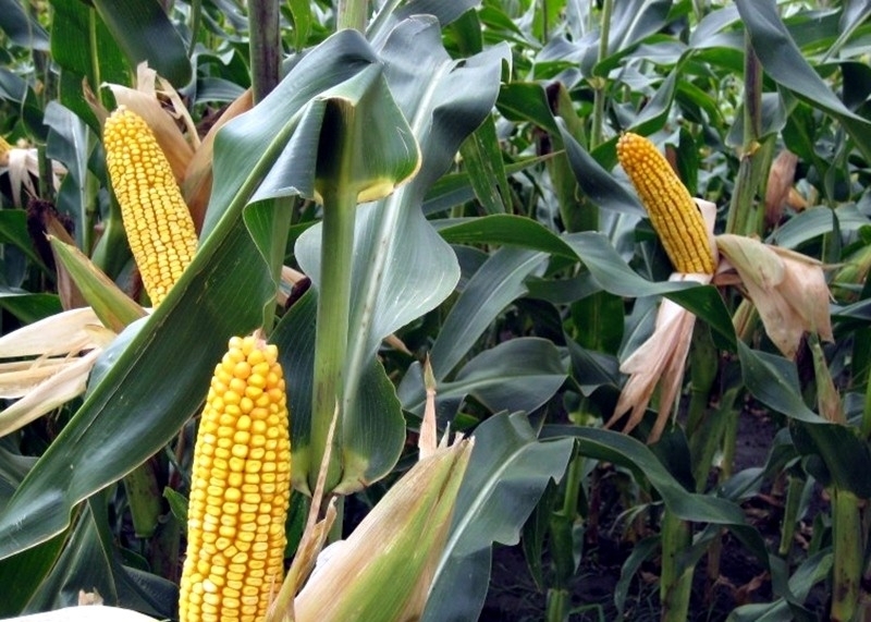 Полицията е разкрила двама хлапаци откраднали царевица във врачанското село