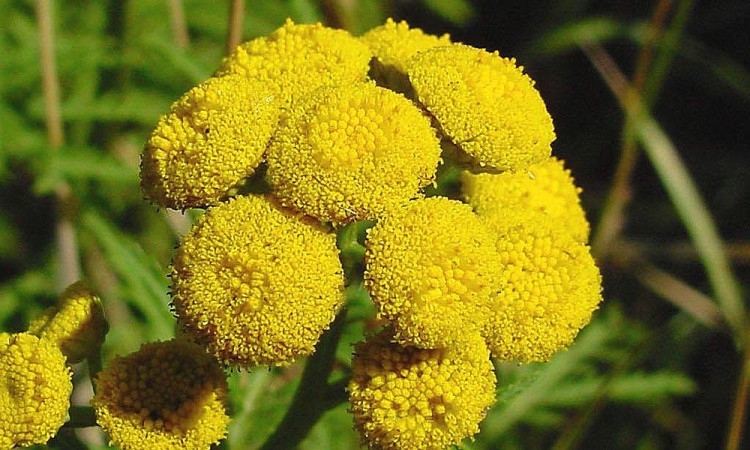 Тя е много полезна при мигрена и главоболие причинено от