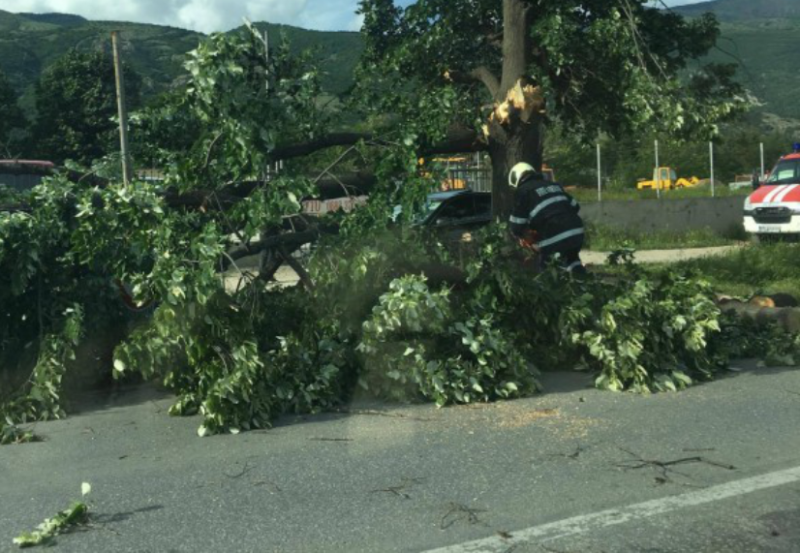 Пожарникари отстраниха паднало дърво в района на Петрохан предадоха от