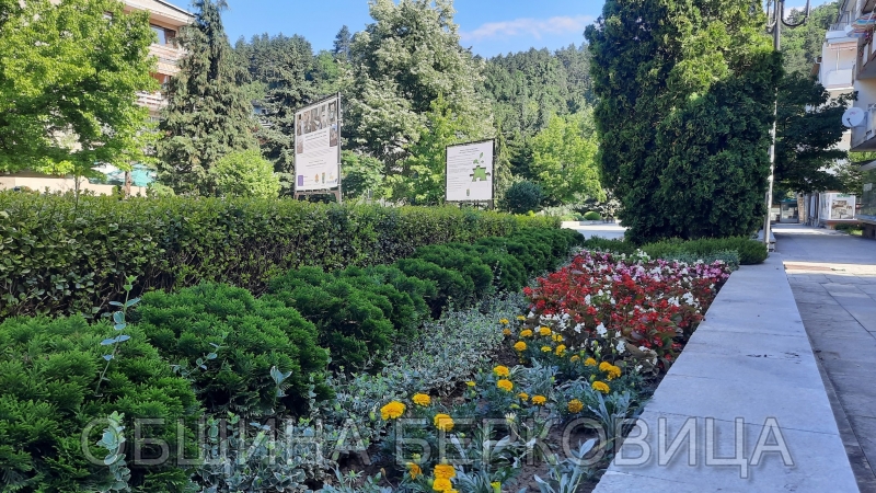 Служители на ОМ Комунални дейности засадиха летните цветя в Берковица