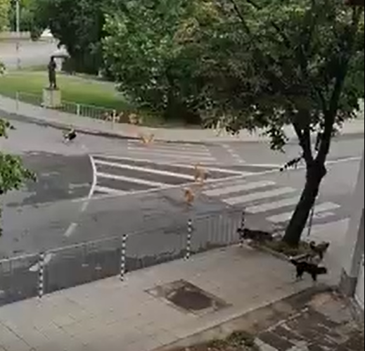 Глутница агресивни и бездомни кучета тормози жителите на Враца научи