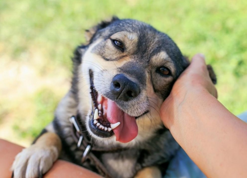 На 26 ти август отбелязваме Световния ден на кучето На този