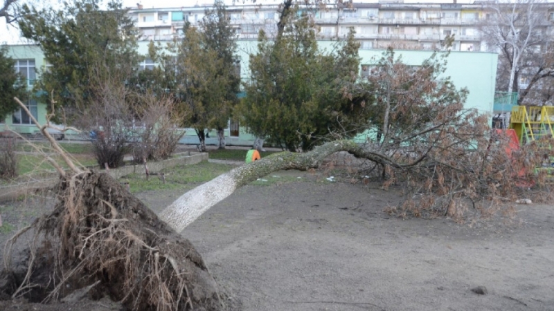 Голямо дърво падна в двора на детска градина във Видин /снимки/