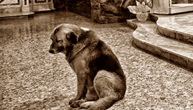 Перничанин ще отговаря за множество умъртвени кучета съобщи ОД на