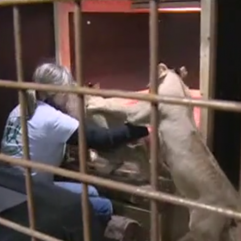 Лъвчетата Терез и Масуд които бяха спасени от зоокъта в