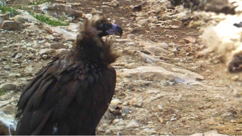 Двайсет гнездящи двойки белоглави лешояди и две гнездящи двойки черни
