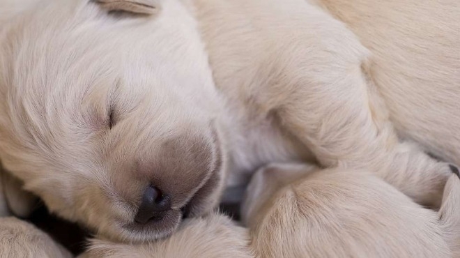 Рядко кученце от породата златен ретривър се роди в германския