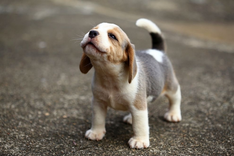 Американски психолози установиха че кученцата изглеждат най мили от шестата до осмата