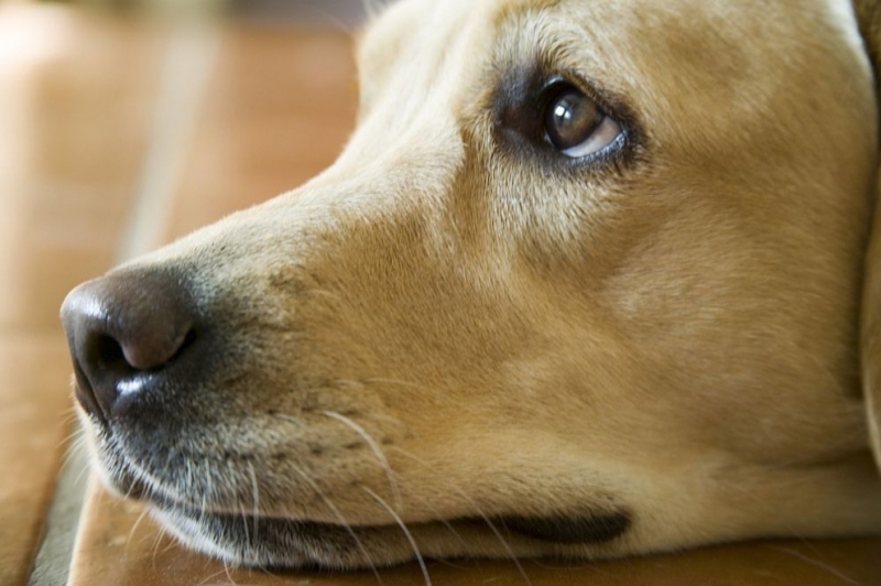 Пет бездомни кучета скитали по улиците на Лом вече си