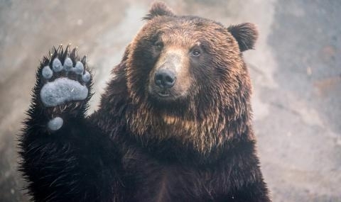 57-годишен ловец стана жертва на мечка. Не, не го е