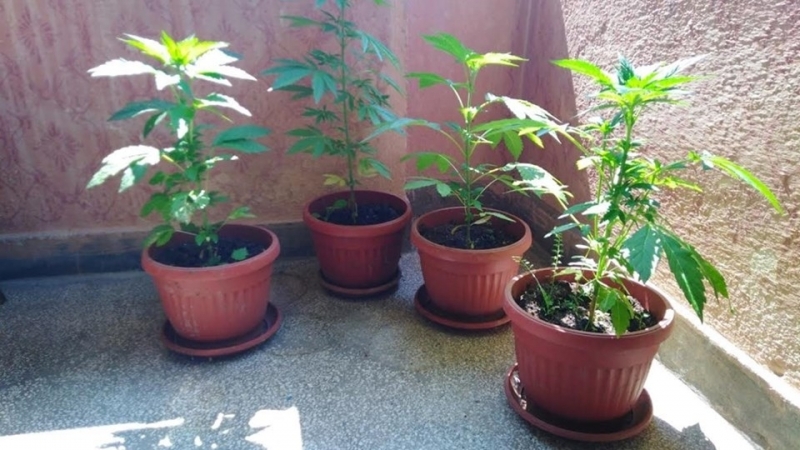 Монтански полицаи иззеха канабис от къща след подаден сигнал съобщиха