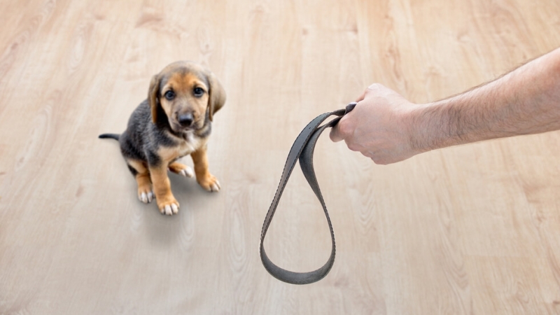 Жестокостта и малтретирането на животните ще бъдат квалифицирани като углавно