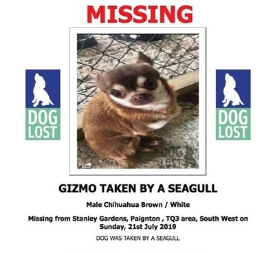 Чайка в британския град Пейтън отвлече чихуахуа от двора на