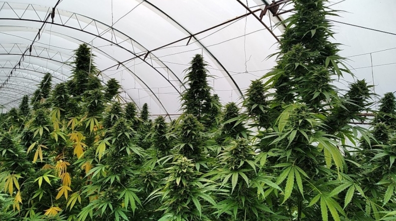 Криминалисти от РУ Велики Преслав разкриха две оранжерии с огромно количество