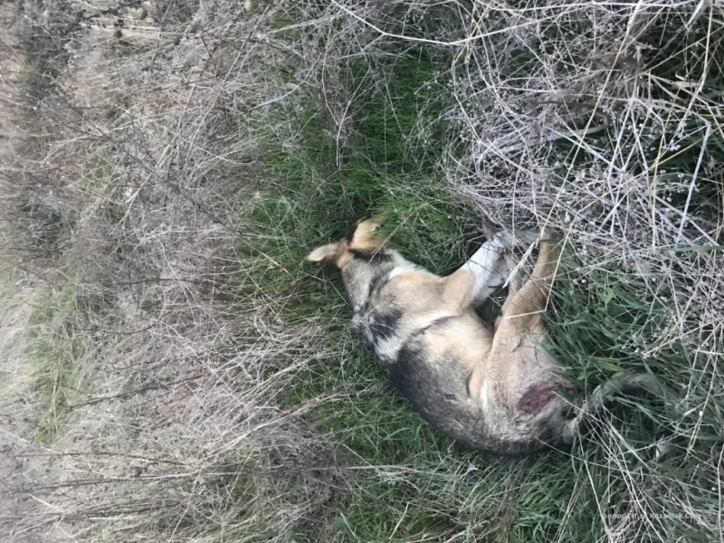 Мъж уби с пушка куче в монтанско село научи BulNews Случилото