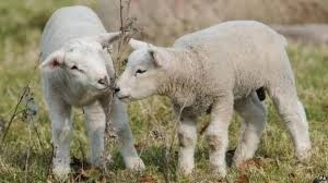 Неизвестен задигна 2 агнета от двор във Врачанско съобщиха от