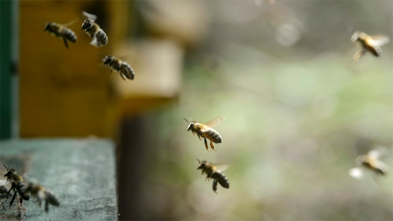 Община Враца отправя покана към собствениците на пчели ипчелни семейства да