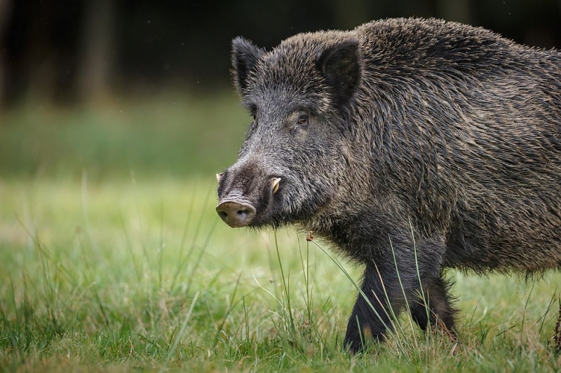 Африканска чума има по десетки диви свине у нас в