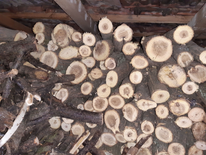 НАП обяви на търг дърва за огрев иззети в полза