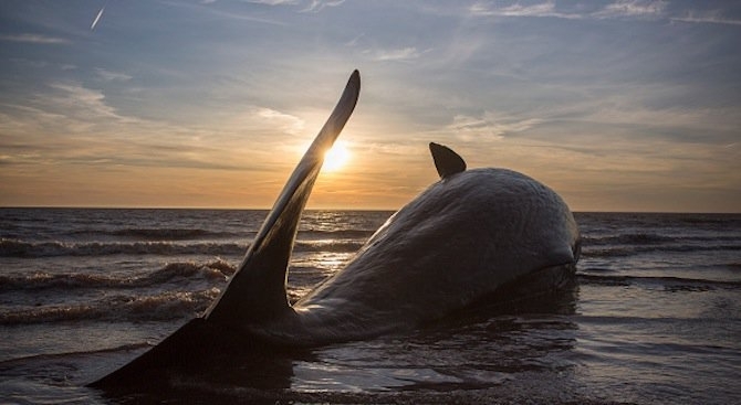 Повече от 130 кита от вида тропическа гринда загинаха в