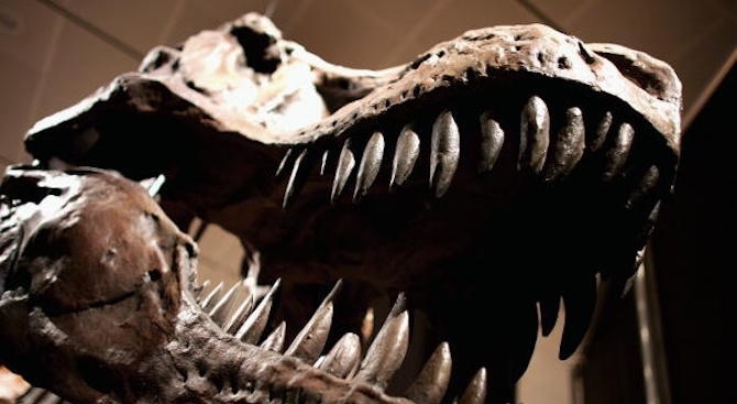 Скелет на месоядният динозавър теропод на възраст 150 млн години беше продаде