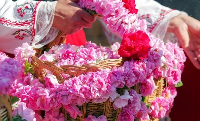 Днес е кулминацията на Празника на Розата в Казанлък. Фестивалът