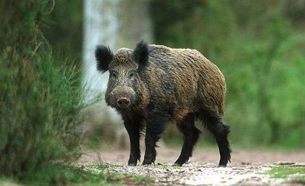 Спряно е транспортирането на животни около свинекомплекса в село Брестак