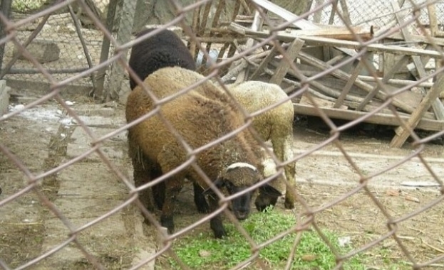 Два животновъдни обекта в Благоевградска област са под временна забрана