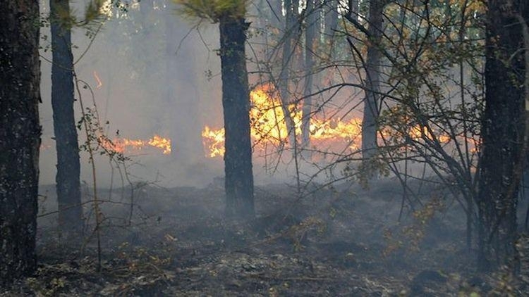 Със своя заповед областният управител на Видин Албена Георгиева обяви за пожароопасен сезон в