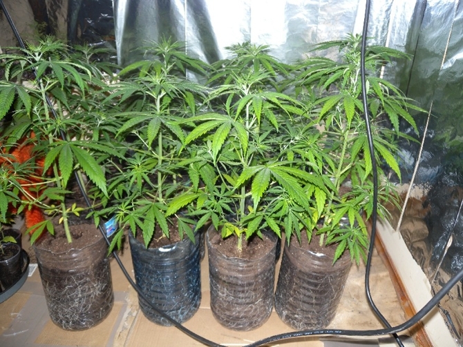 Ченгета от Монтана са разбили наркооранжерията на млад монтанчанин научи