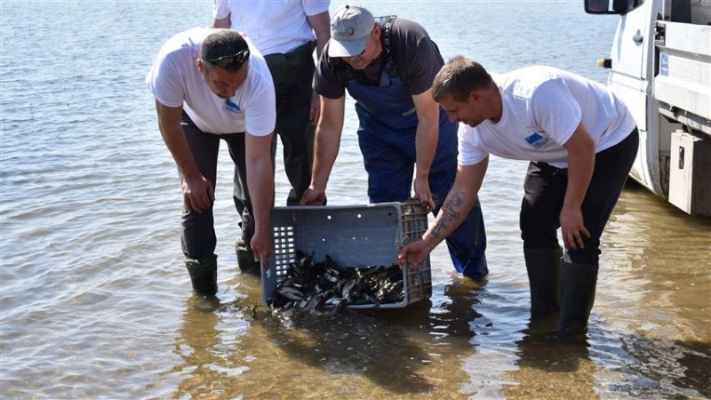 1000 сомчета пуснаха днес риболовци в язовир Огоста край Монтана